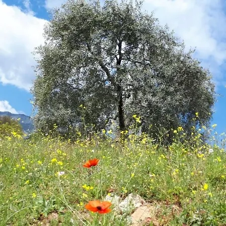 Villa Casa O' - Moderne Mit Großer Terrasse Und Privatem Swimmingpool Skala Potamia (Thasos)